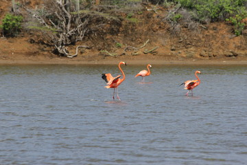 Saliña on Bonaire with flamingos