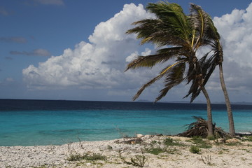 Palmtrees overlooking the bright blue ocean