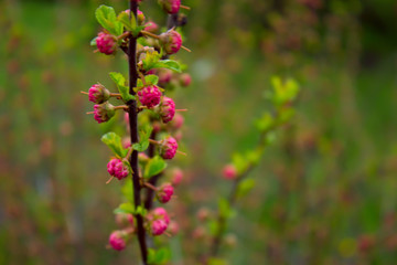 branch with little pink flowers, flowers in the garden at spring