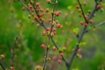 branch with little pink flowers, flowers in the garden at spring