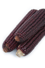 pannocchie di granoturco viola_ sfondo bianco