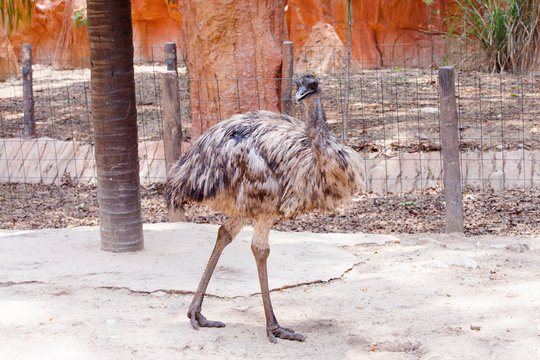 Portrait of Ostrich head close up or Australian Emu (Dromaius no