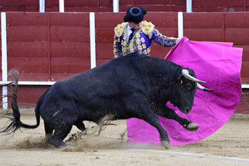 Matador in the bullring, the bull fighting