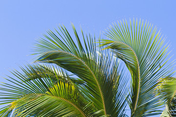 Fototapeta premium palmes vertes de cocotier sur fond de ciel bleu