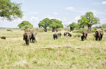 Fototapeta na wymiar Grazing herd of elephants