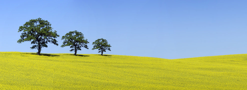 Trio di querce