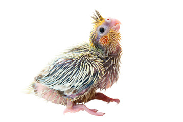 A cockatiel baby bird isolated on white background © YK