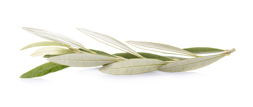 Rama de planta árbol de olivo aislada sobre fondo blanco