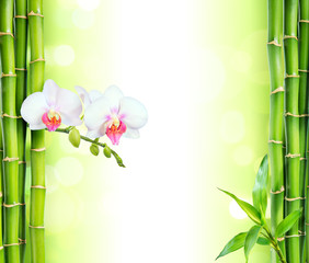 white orchid with bamboo - beauty and spa background - obrazy, fototapety, plakaty