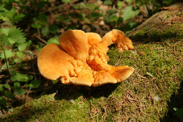 Sulfur-yellow bracket fungus Laetiporus sulphureus   