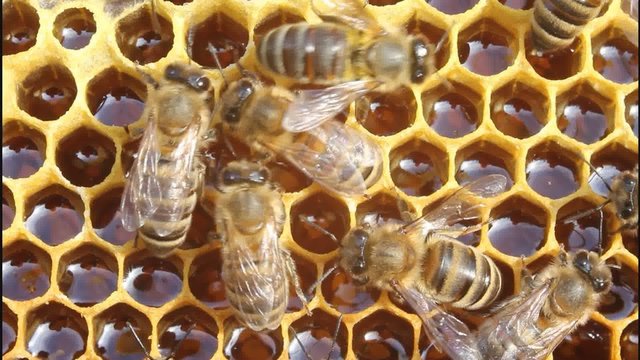 Bees convert nectar into honey and close it in the honeycomb