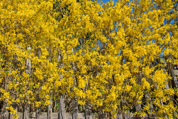 Forsythien