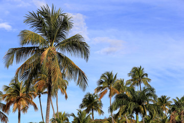Obraz na płótnie Canvas Guadeloupe - Palmiers