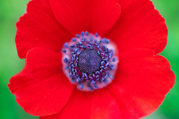 Red poppy