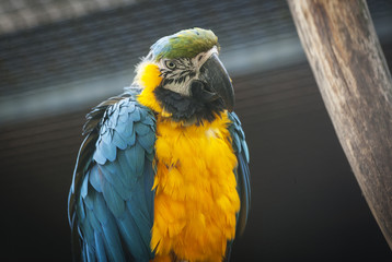 Macaw