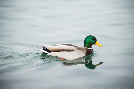 duck is swimming