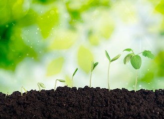 White. Growing plant in soil isolated on white background.