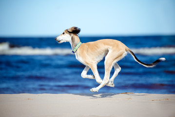 Obraz na płótnie Canvas saluki dog on the beach