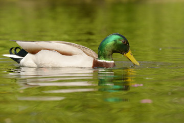 Mallard, Anas platyrhynchos