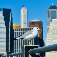 Obraz premium Seagull with Manhattan in background.