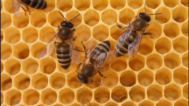 Bees convert nectar into honey and care for the larvae