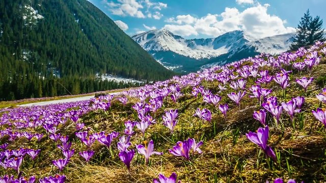 Spring crocuses in Tatra Mountains, Poland
