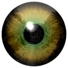 Detail of eye with olive green colored iris and black pupil