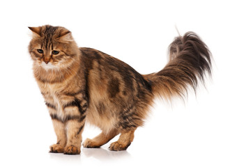 Siberian cat