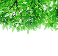 Fototapeta na wymiar Leuchtender Blättervorhang einer Magnolie als Freisteller
