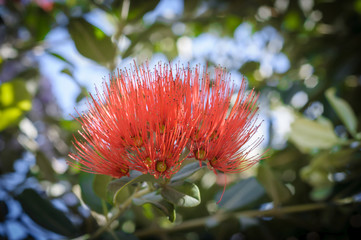 Pohutakawa flower