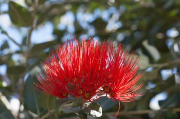 Pohutakawa flower