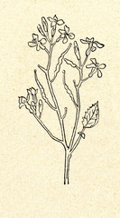 Wild radish (Raphanus raphanistrum)