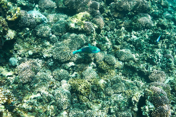 Coral reef and fish