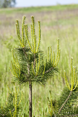 молодые побеги сосны © denova0