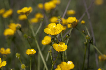 Obraz premium желтые полевые цветы