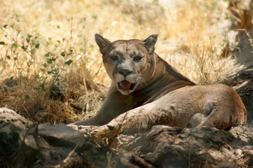 Puma