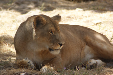 Lionne