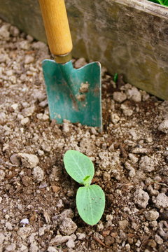 germination de graine de courgette au potager