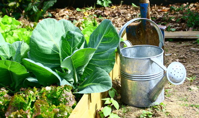 légumes dans carré potager et outils de jardinage - obrazy, fototapety, plakaty