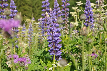 Bergwiese mit Lupinen im Thüringer Wald