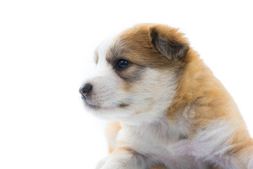 Obraz premium Portrait dog puppy isolate