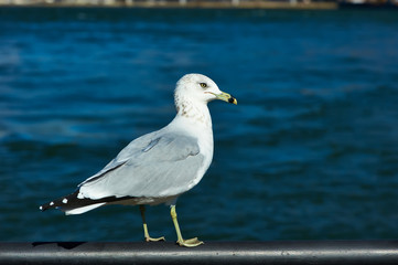 Seagull in New York City