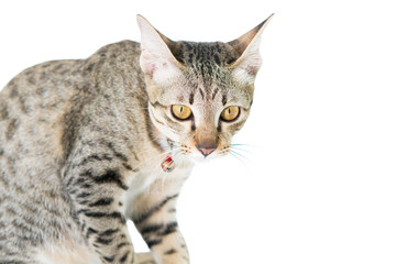 Obraz premium Cute tabby kitten isolated