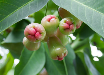Rose apple on the tree