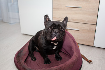 tired french bulldog