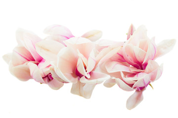 Fleurs de magnolia rose en fleurs