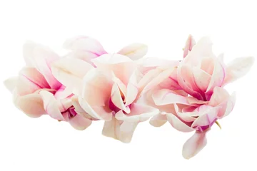 Papier Peint photo Lavable Magnolia Fleurs de magnolia rose en fleurs