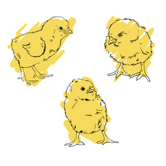 cute little chicken vector set . A little cute cartoon chicken