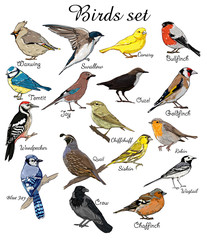 Fototapeta premium big set birds. animals, bird silhouette, bird vector