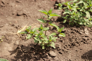 Мята на грядке